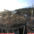19_30-nest.jpg