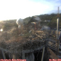 19_35-nest.jpg