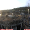 19_40-nest.jpg