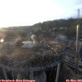 19_45-nest.jpg