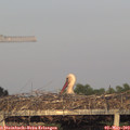 19_50-mast.jpg