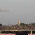 19_55-mast.jpg