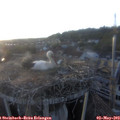19_55-nest.jpg