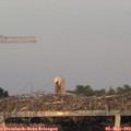 20_00-mast.jpg