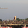 20_05-mast.jpg