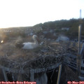 20_05-nest.jpg