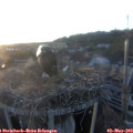20_10-nest.jpg