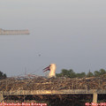 20_15-mast.jpg