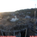 20_15-nest.jpg