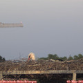 20_20-mast.jpg