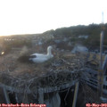 20_20-nest.jpg