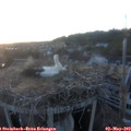 20_25-nest.jpg