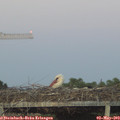 20_35-mast.jpg