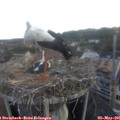06_05-nest.jpg
