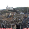 06_10-nest.jpg