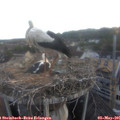 06_15-nest.jpg