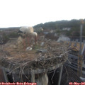 06_20-nest.jpg