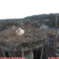 06_30-nest.jpg