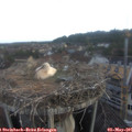 06_35-nest.jpg