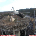 06_50-nest.jpg