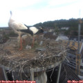 07_05-nest.jpg