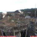 07_10-nest.jpg