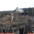 07_15-nest.jpg