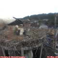 07_20-nest.jpg