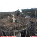 07_35-nest.jpg