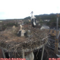 07_40-nest.jpg