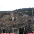 07_45-nest.jpg