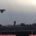07_50-mast.jpg