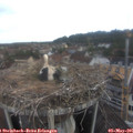 07_50-nest.jpg