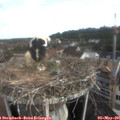 08_00-nest.jpg