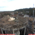 08_05-nest.jpg