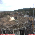 08_10-nest.jpg