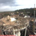 08_15-nest.jpg