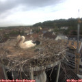 08_20-nest.jpg
