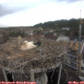 08_25-nest.jpg