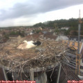 08_35-nest.jpg