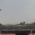 08_45-mast.jpg