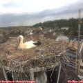 08_50-nest.jpg