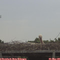 08_55-mast.jpg
