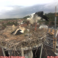09_05-nest.jpg