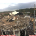 09_10-nest.jpg