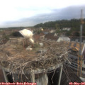 09_15-nest.jpg