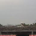 09_30-mast.jpg