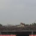 09_35-mast.jpg