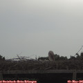 09_50-mast.jpg