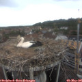 09_55-nest.jpg